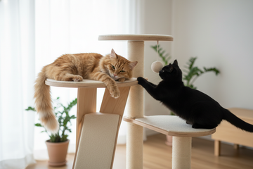 Chat dans un arbre à chat