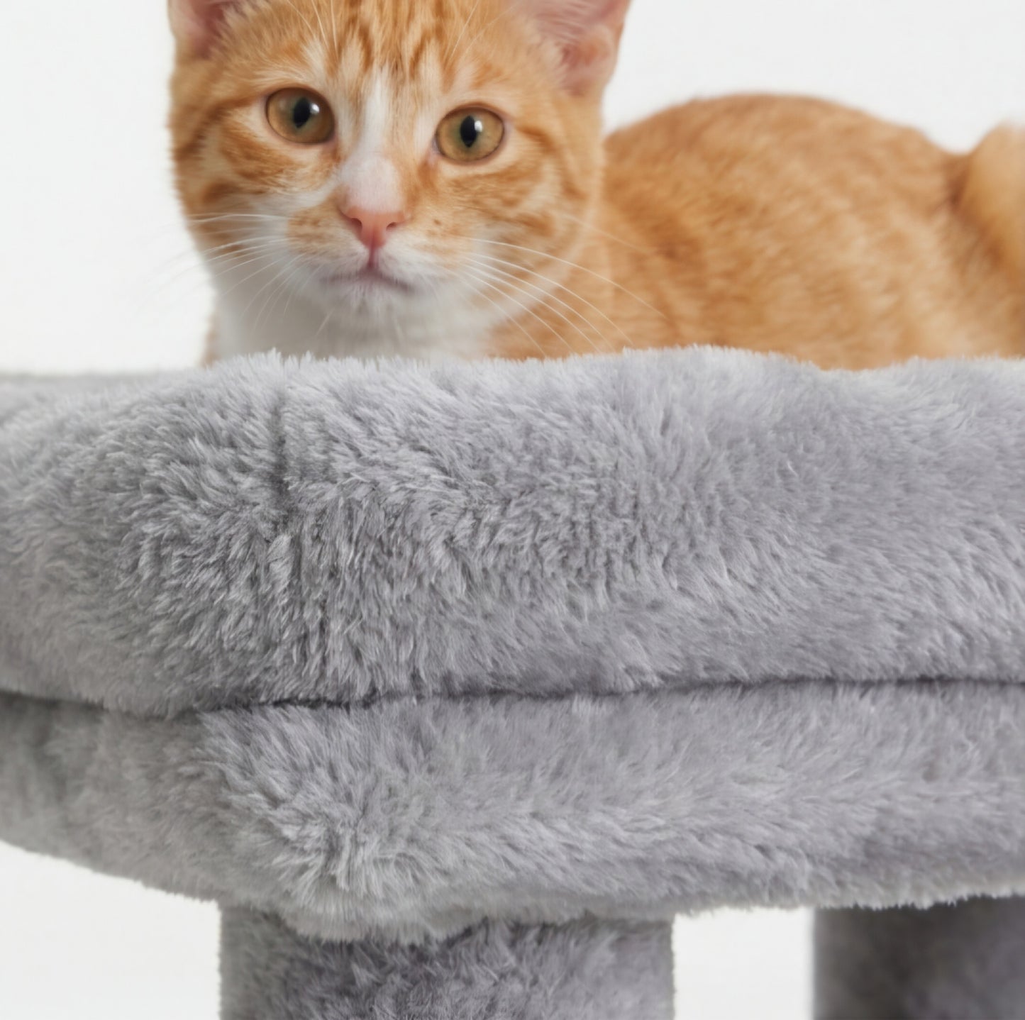 Arbre à chat double niche avec rampe