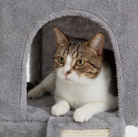 Arbre à chat double niche avec rampe